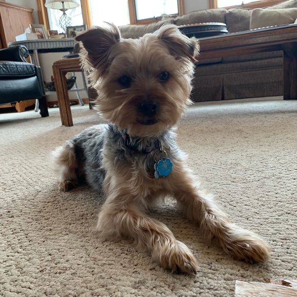 Meet your Posher, Michelle - Picture 2 of 2